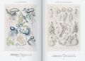 Ernst Haeckel - Kunst und Wissenschaft